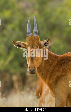 rote Kuhantilope (Alcelaphus Buselaphus), Juvenile, Südafrika, Eastern Cape, Mountain Zebra National Park Stockfoto