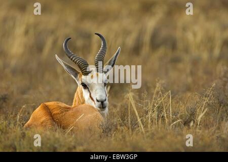 Springbock, Springbock (Antidorcas Marsupialis), im Rasen, Südafrika, Eastern Cape, Mountain Zebra National Park liegen Stockfoto