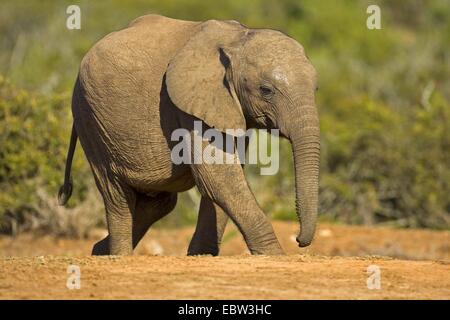 Afrikanischer Elefant (Loxodonta Africana), Wandern, Südafrika, Eastern Cape, Addo Elephant National Park Stockfoto