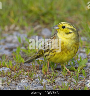 Goldammer (Emberiza Citrinella), sitzen auf dem Boden, Deutschland, Rheinland-Pfalz Stockfoto