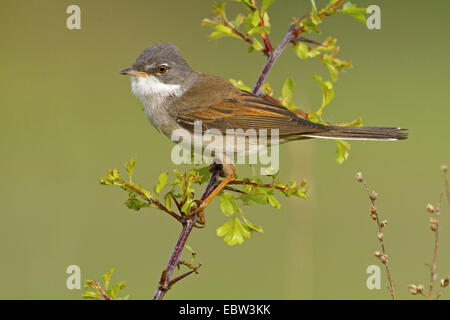 Whitethroat (Sylvia Communis), sitzt auf einem Ast, Deutschland, Rheinland-Pfalz Stockfoto