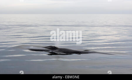 Buckelwal weht, am frühen Morgen, Parque Nacional Bahía de Loreto, Sea of Cortez, Baja, Mexiko Stockfoto