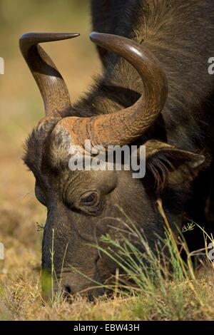 Afrikanischer Büffel (Syncerus Caffer), Weiden, Südafrika, Eastern Cape, Addo Elephant National Park Stockfoto