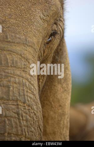 Afrikanischer Elefant (Loxodonta Africana), Auge, Südafrika, Eastern Cape, Addo Elephant National Park Stockfoto