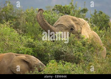 Afrikanischer Elefant (Loxodonta Africana), Fütterung, Südafrika, Eastern Cape, Addo Elephant National Park Stockfoto