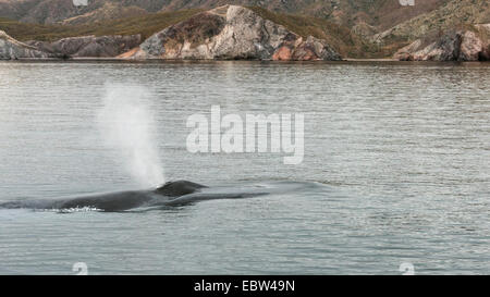 Buckelwal weht mit Bugwelle aus Isla Carmen, Parque Nacional Bahía de Loreto, Sea of Cortez, Baja, Mexiko Stockfoto