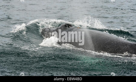 Buckelwal weht, Karbunkel mit Bugwelle, Parque Nacional Bahía de Loreto, Sea of Cortez, Baja, Mexiko Stockfoto