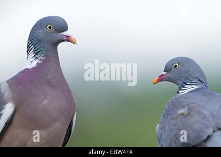 Ringeltaube (Columba Palumbus), Porträt von zwei Ringeltauben, Deutschland, Rheinland-Pfalz Stockfoto