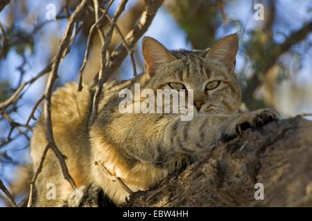 Afrikanische Wildkatze (Felis Lybica, Felis Libyca, Felis Silvestris Lybica, Felis Silvestris Libyca), dehnen, Northern Cape, Südafrika, Kgalagadi Transfrontier National Park Stockfoto