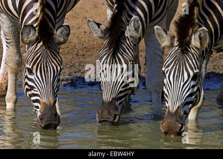 Burchell Zebra, Zebra, gemeinsame Zebra (Equus Quagga Burchelli, Equus Burchelli), trinken am Wasserloch, South Africa, Kwazulu-Natal, Mkuze Game Reserve Stockfoto