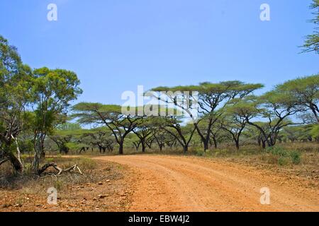 Akazien über Schotterstraße, South Africa, Kwazulu-Natal, Mkuze Game Reserve Stockfoto