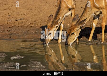 Nyala (Tragelaphus Angasi), trinken am Wasserloch, South Africa, Kwazulu-Natal, Mkuze Game Reserve Stockfoto