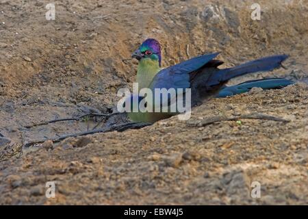 Lila-crested Turaco, violett-crested Turaco lila-crested Lourie (Musophaga Porphyreolopha, Tauraco Porphyreolophus, Gallirex Porphyreolophus), paar trinken am Wasserloch, South Africa, Kwazulu-Natal, Mkuze Game Reserve Stockfoto