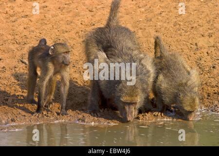 Gelbe Pavian, Savanne Pavian (Papio Cynocephalus), trinken am Wasserloch, South Africa, Kwazulu-Natal, Mkuze Game Reserve Stockfoto