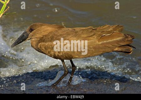 Hammercop (Scopus Umbretta), sitzen auf der Waterfront, Südafrika, Limpopo, Krüger Nationalpark Stockfoto