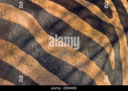 Burchell Zebra, Zebra, gemeinsame Zebra (Equus Quagga Burchelli, Equus Burchelli), Streifen, Krüger Nationalpark, Südafrika, Limpopo Stockfoto