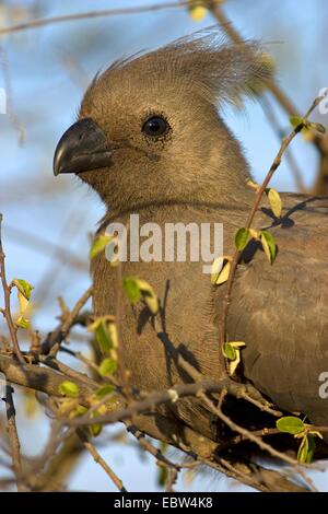 Go-away Vogel (Corythaixoides Concolor), sitzt auf einem Zweig, Südafrika, Limpopo, Krüger Nationalpark Stockfoto