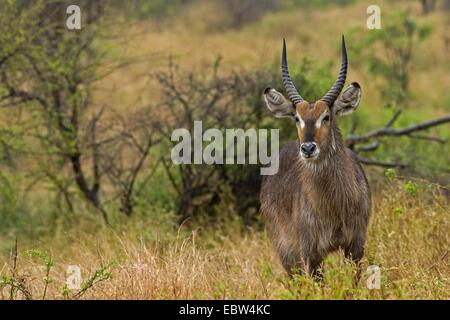 Wasserbock (Kobus Ellipsiprymnus), junger Mann, Krüger Nationalpark, Südafrika, Limpopo Stockfoto