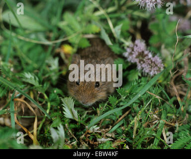 Feld Wühlmaus, Kurzschwanz-Wühlmaus (Microtus Agrestis), inmitten einer Wiese, Deutschland Stockfoto