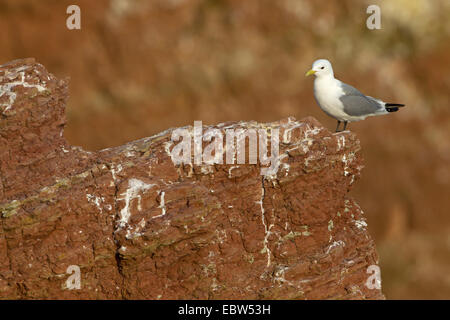 Schwarz-legged Kittiwake (Rissa Tridactyla, Larus Tridactyla), sitzen auf Vogel rock, Deutschland, Schleswig-Holstein, Helgoland Stockfoto