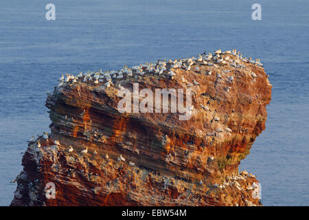 Basstölpel (Sula Bassana, Morus Bassanus), Brutkolonie auf Helgoland Lange Anna, Deutschland, Schleswig-Holstein, Stockfoto