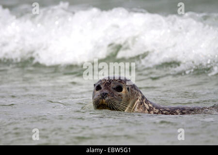 Harbor Seal, Seehunde (Phoca Vitulina), liegen das Brechen der Wellen, Deutschland, Helgoland Stockfoto