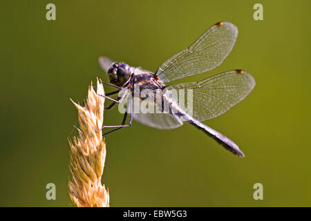 schwarzen Sympetrum (Sympetrum Danae), Männlich, Deutschland Stockfoto