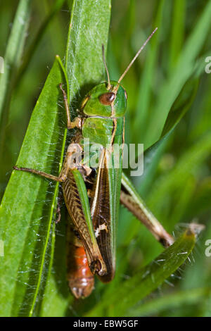 Streifen-geflügelte Heuschrecke gefüttert Grashüpfer (Stenobothrus Lineatus), männliche sitzen an einem Grashalm, Deutschland Stockfoto