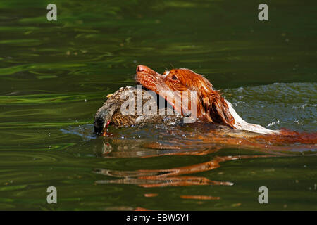 Bretagne (Canis Lupus F. Familiaris) Jagd Hund schwimmen und Abrufen von einem Schuss Ente, Deutschland Stockfoto