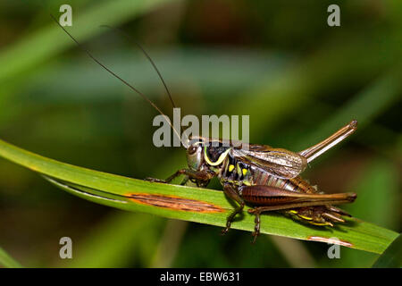 Roesel Bushcricket (Metrioptera Roeselii), weibliche sitzt auf einem Blatt, Deutschland Stockfoto