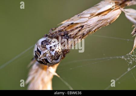Furche Orbweaver (Larinioides Cornutus, Araneus Cornutus), sitzt auf einem Rasen Ohr, Deutschland Stockfoto