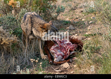 Iberische Wolf, Iberischer Wolf (Canis Lupus Signatus) mit Beute bedrohlich, Spanien Stockfoto