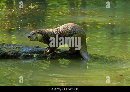 Europäischen Fischotter, europäischer Fischotter, eurasische Fischotter (Lutra Lutra), stehend auf einem Baumstamm über Wasser, Deutschland Stockfoto