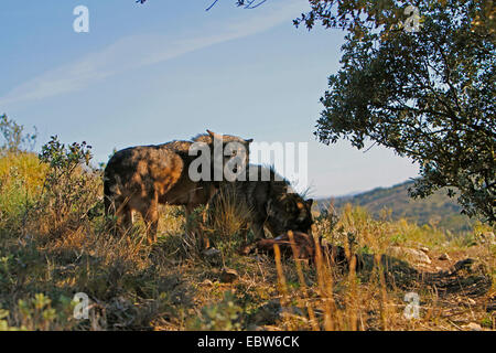 Iberische Wolf, Iberischer Wolf (Canis Lupus Signatus), stehend auf ihre Beute, Spanien Stockfoto