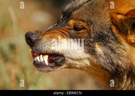 Iberische Wolf, Iberischer Wolf (Canis Lupus Signatus), Knurren, Spanien Stockfoto