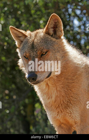 Iberische Wolf, Iberischer Wolf (Canis Lupus Signatus), Porträt, Spanien, Antequera Stockfoto