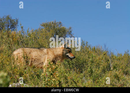 Iberische Wolf, Iberischer Wolf (Canis Lupus Signatus), Staning im Buschland beobachten, Spanien, Antequera Stockfoto