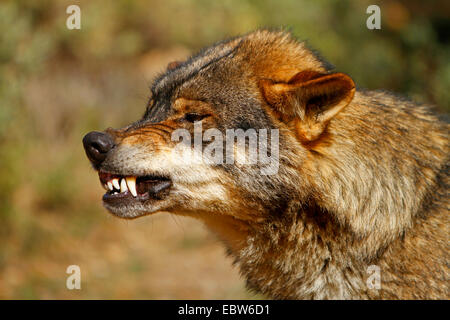 Iberische Wolf, Iberischer Wolf (Canis Lupus Signatus), Knurren, Spanien Stockfoto