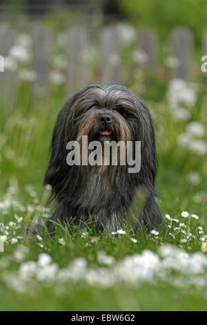 Lhasa Apso (Canis Lupus F. Familiaris), sitzt in einer Blumenwiese, Deutschland Stockfoto