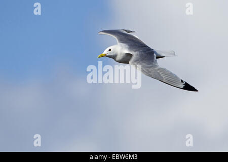 Schwarz-legged Kittiwake (Rissa Tridactyla, Larus Tridactyla), fliegen, Deutschland, Schleswig-Holstein, Helgoland Stockfoto