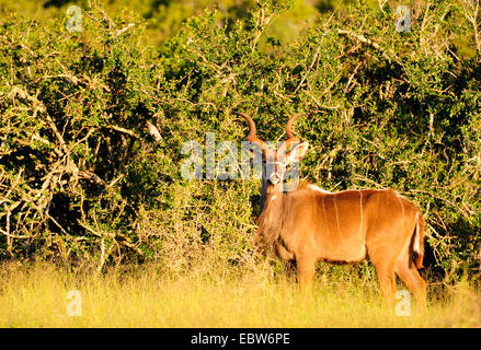 große Kudu (Tragelaphus Strepsiceros), Männlich, Südafrika, Addo Elephant National Park Stockfoto