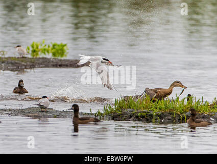 Stockente (Anas Platyrhynchos), Fisch Stockente stehlen aus einem Seeschwalbe, Prestvannet, Tromsoe, Troms, Norwegen Stockfoto