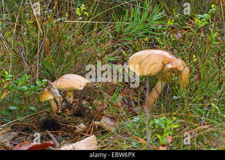 Bovine Bolete (Suillus Bovinus), drei Fruchtkörper auf Waldboden, Deutschland, Mecklenburg-Vorpommern Stockfoto