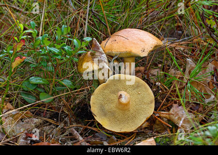 Bovine Bolete (Suillus Bovinus), drei Fruchtkörper auf Wald Boden, einer von ihnen übergab, Deutschland, Mecklenburg-Vorpommern Stockfoto