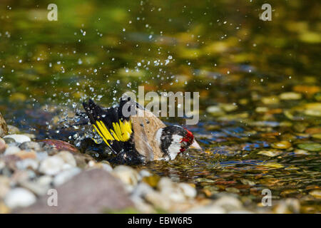 Eurasische Stieglitz (Zuchtjahr Zuchtjahr), Baden, Männlich, Deutschland, Mecklenburg-Vorpommern Stockfoto