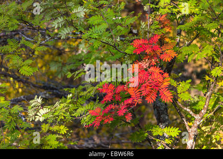 Europäische Vogelbeerbaum, Eberesche (Sorbus Aucuparia), Eberesche im Herbst, Norwegen, Nordland, Dunderlandsdalen Stockfoto