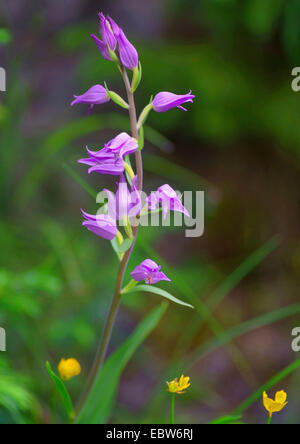 Red Helleborine (Cephalanthera Rubra), Blütenstand, Österreich, Tirol Stockfoto