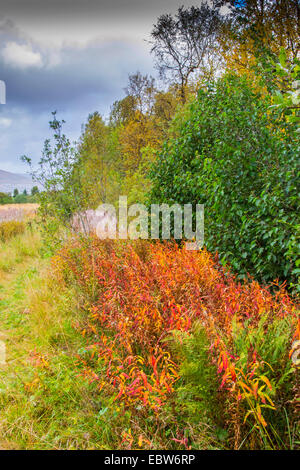 Waldrand in Herbst, Norwegen Troms Stockfoto