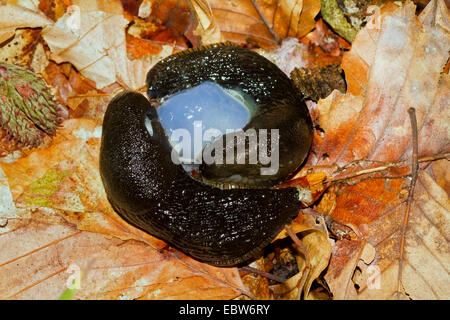 große schwarze Nacktschnecke, größere schwarze Nacktschnecke, schwarze Arion, schwarze Schnecke (Schottland) (Arion Ater), Paarung auf Wald, Boden, Deutschland, Mecklenburg-Vorpommern Stockfoto