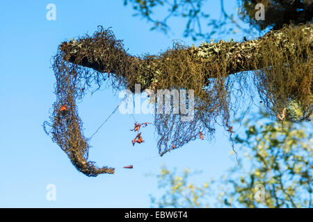 alten Mannes Bart (Usnea spec.), Bart Flechten auf einen Zweig, Norwegen Troms Stockfoto